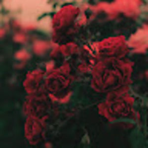 Meet your Posher, Camila